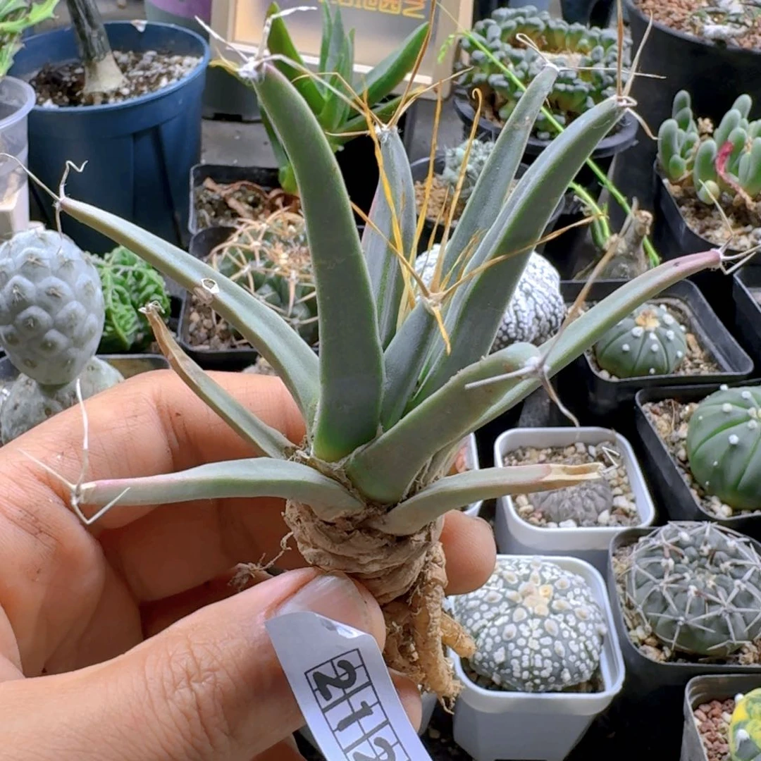 212光山有疤特价脱土发货