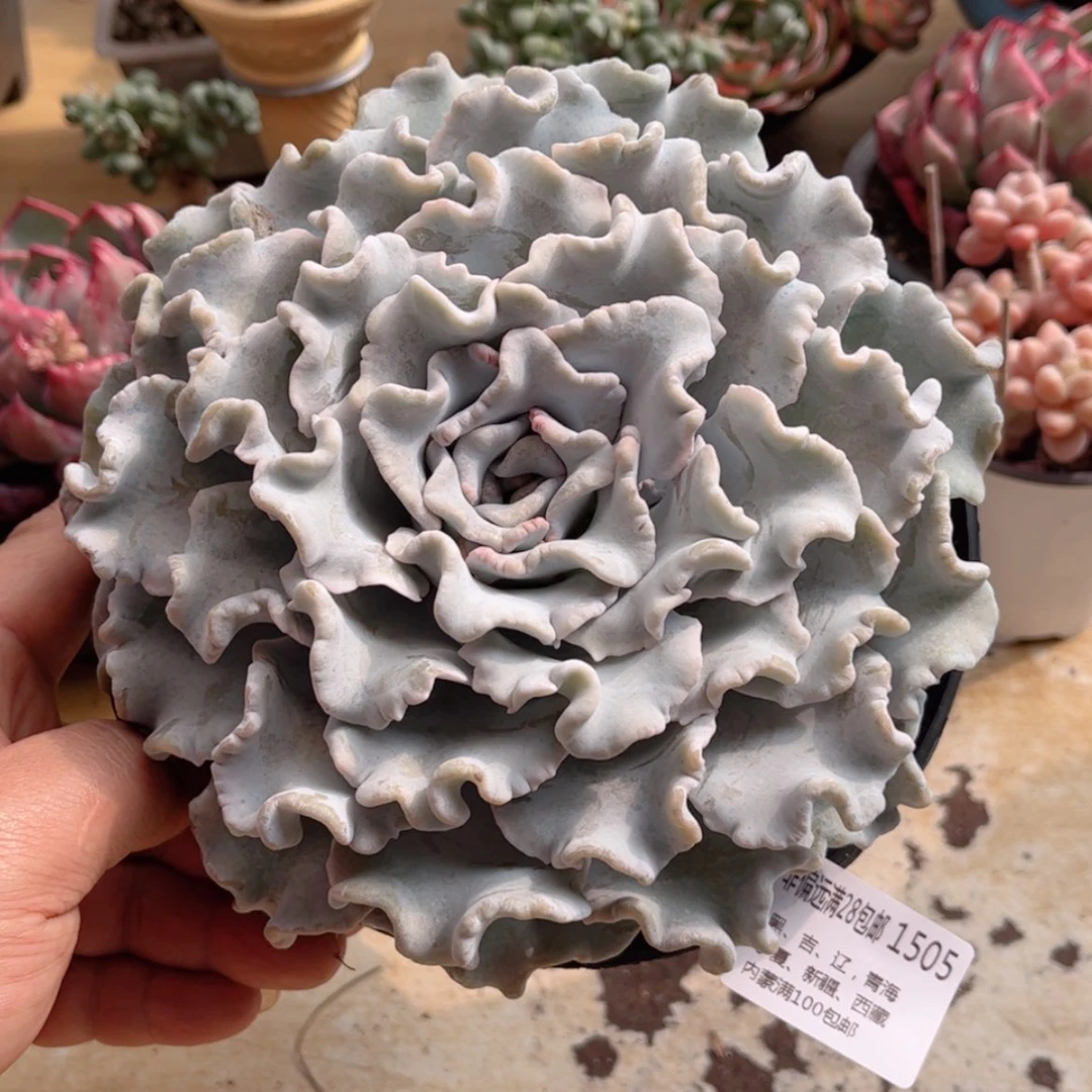 【闪购商品】1505芭蕾舞者