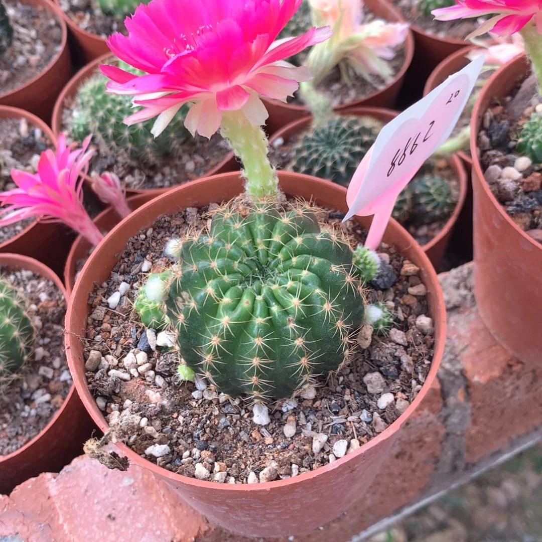 J**y8862实生丽花10公分杯