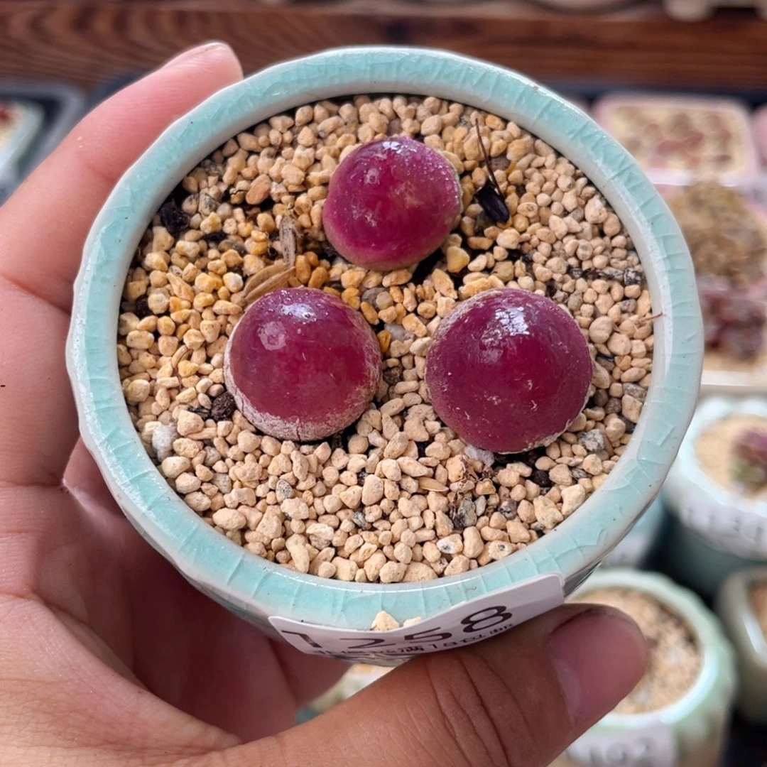 无花朵1258--一物一拍带盆