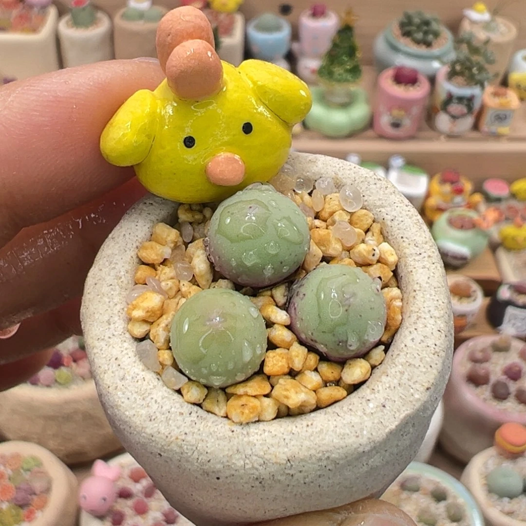 多肉植物59号鸽子蛋