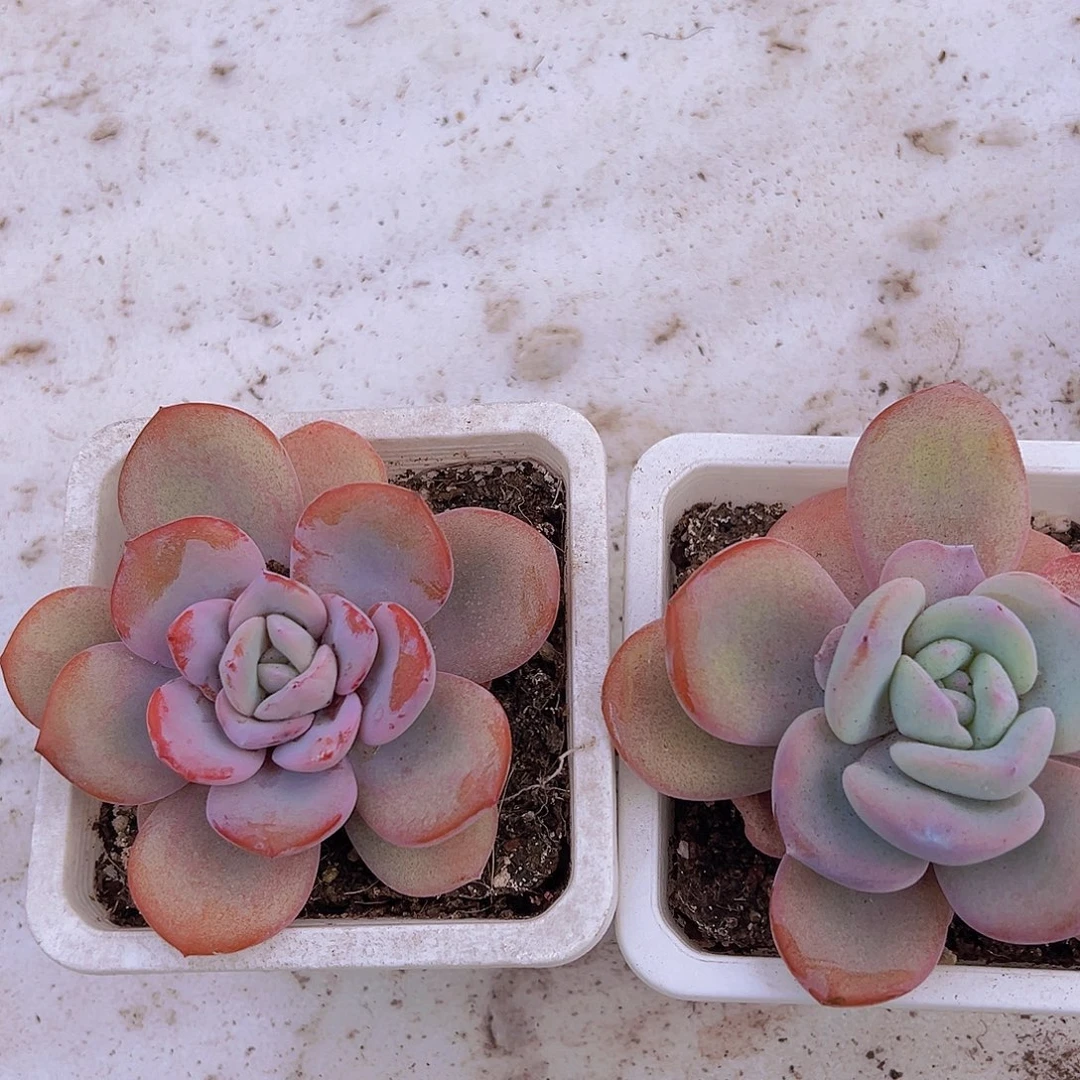 大奶茶10厘米盆19包邮