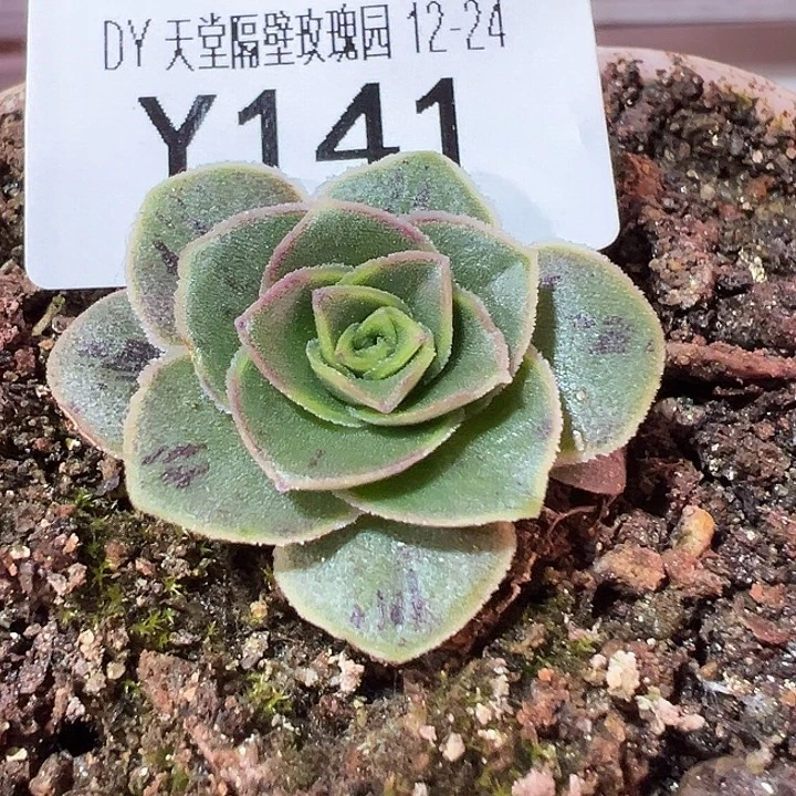 老***姐杨141 不知名捡漏福利