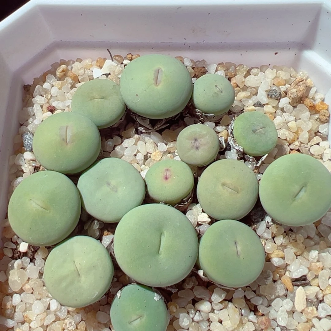 1231-611多肉多日红嘴