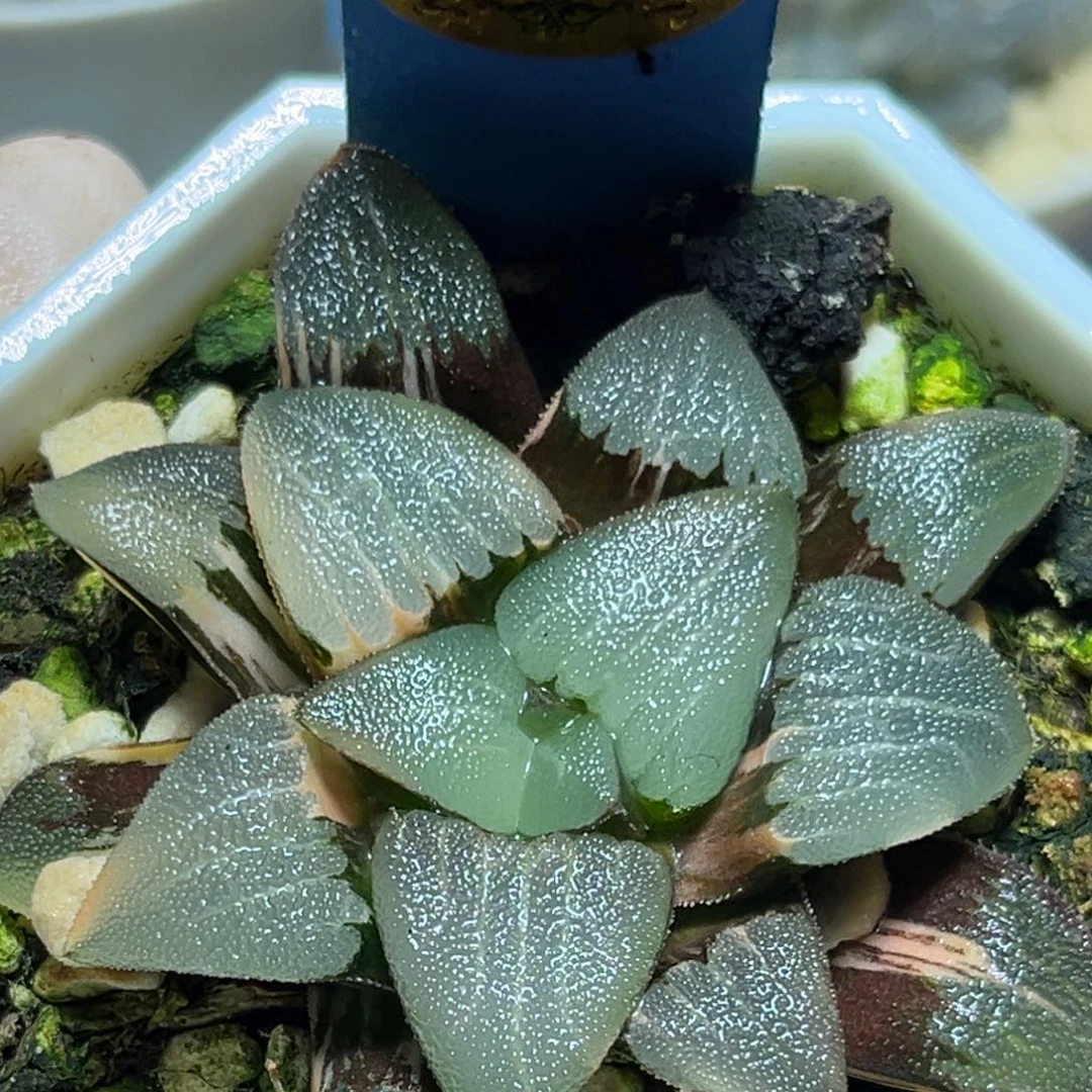 恭喜发财大吉大利0230