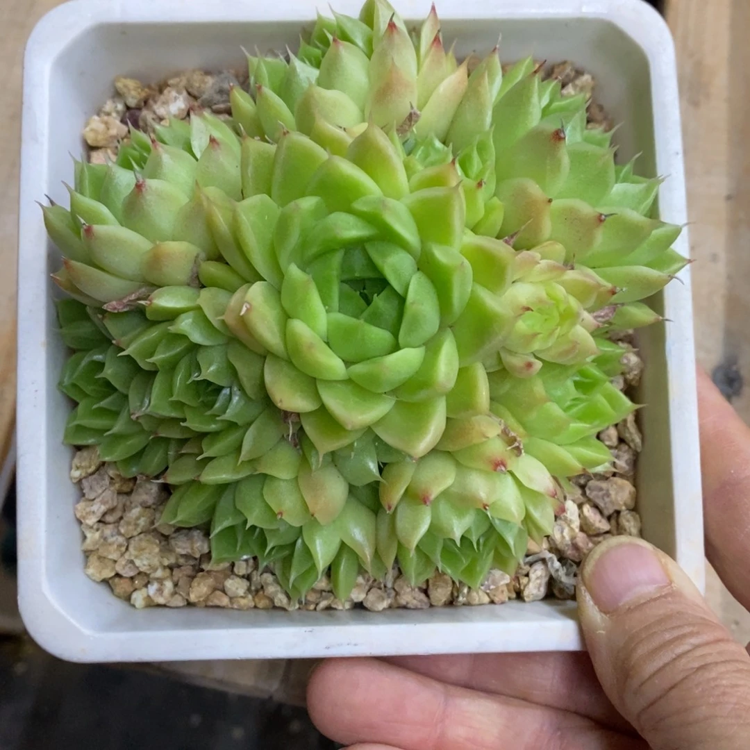 精品多肉一物一拍不包整55