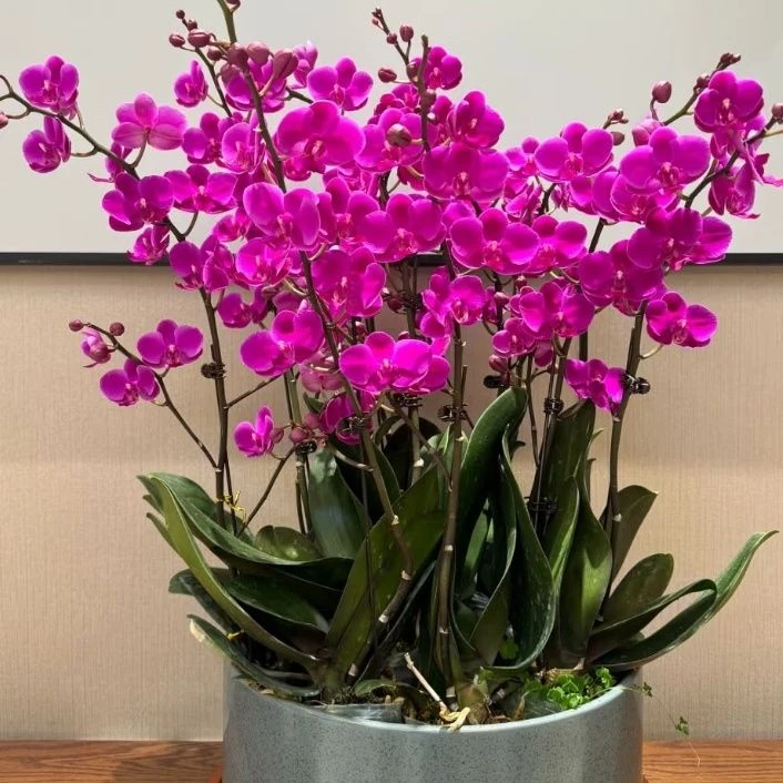 【满天红】3.0寸加高杯 花期半年 年宵花 带花剑