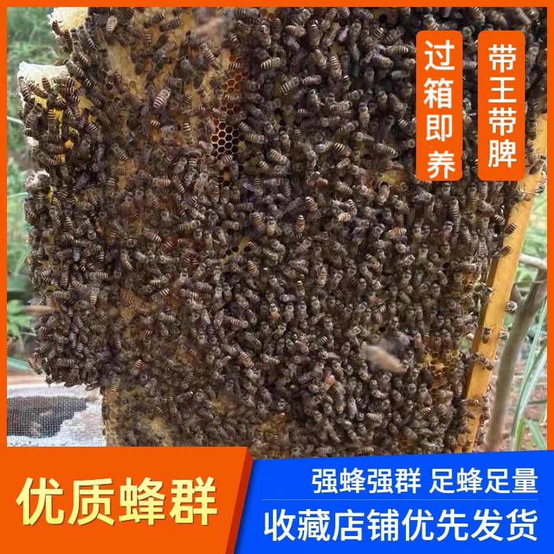 蜂群王蜜蜂活体蜜蜂出售生态土蜂优质中华蜂蜂王种王出售养蜂