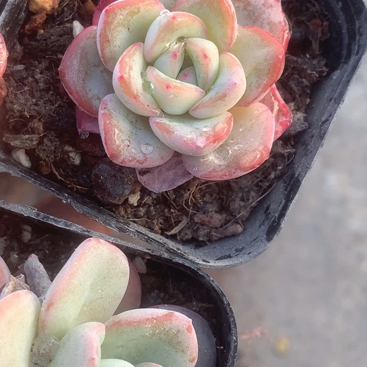 泡芙。（满9.99包邮不满9.99发叶子）