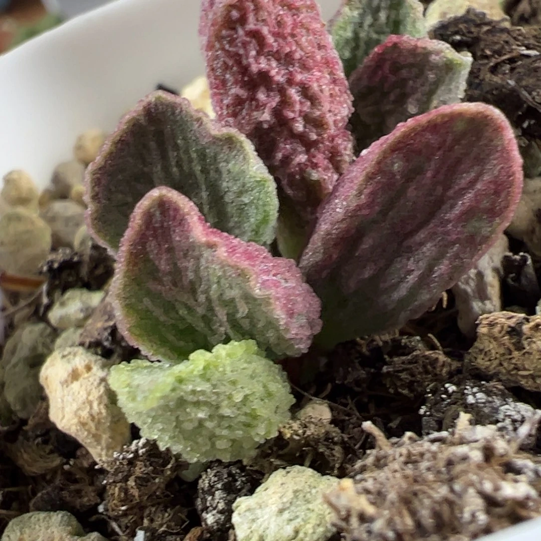 实生新品多肉植物水泡