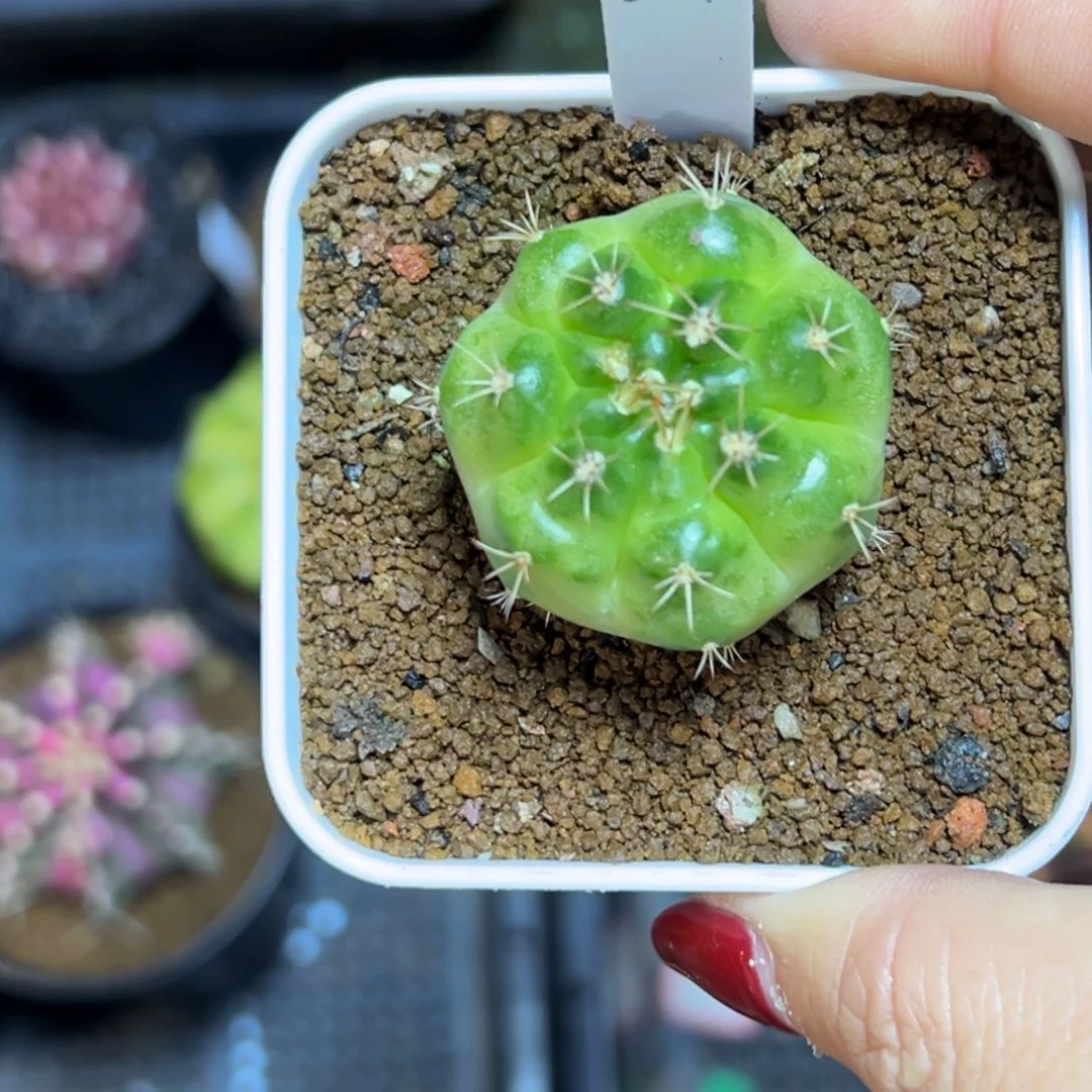 小*567泰系侧芽，绿巨人，带盆土发货