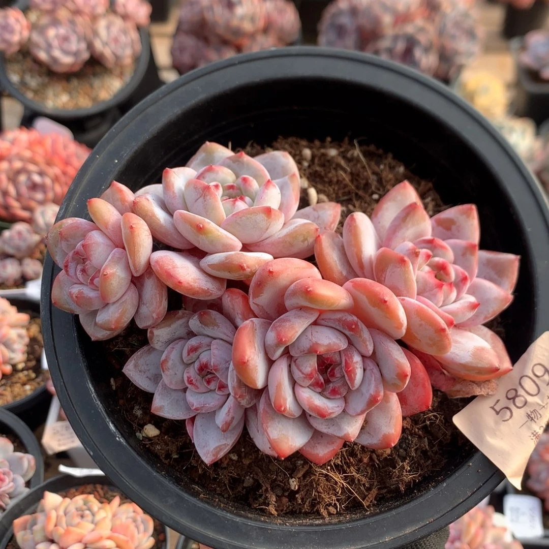 14厘米五头有砍红宝石溏心石榴籽 5809