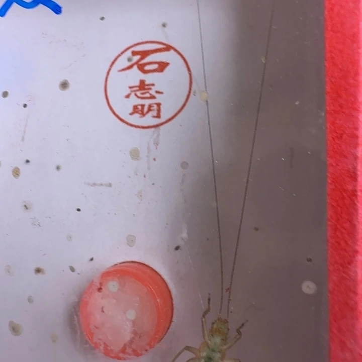 漂亮顶须一只合适