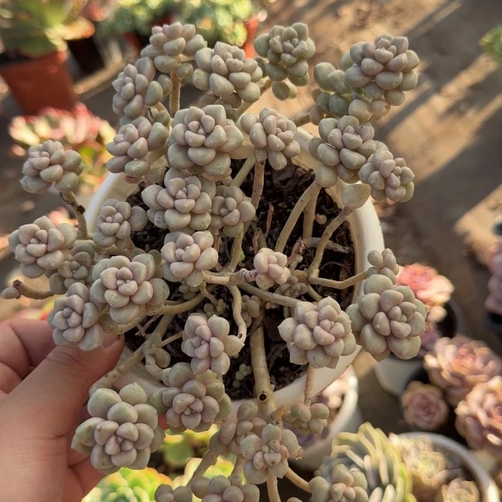丸叶姬秋丽整装老桩