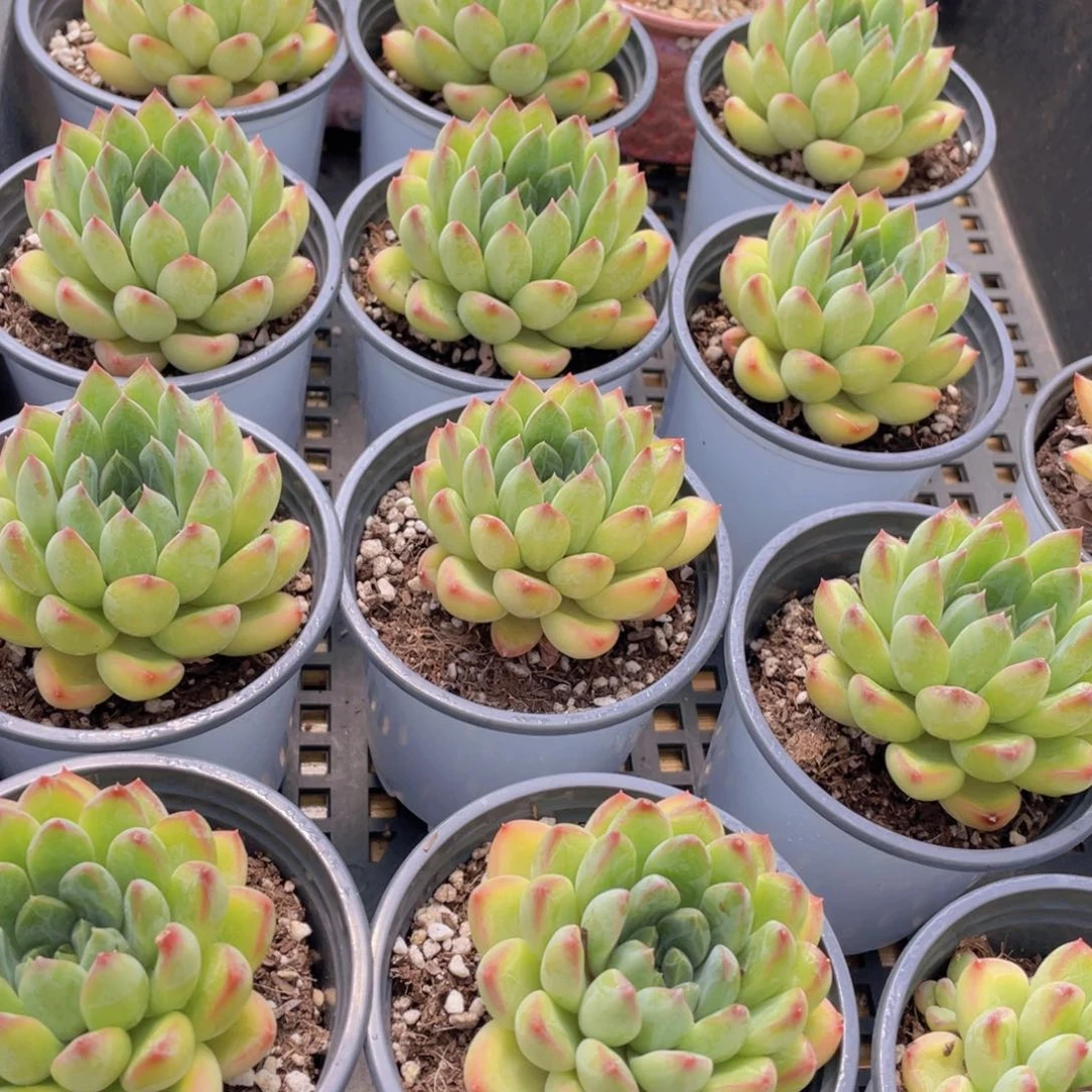 量拍17号 彩体幻影美人单头一个