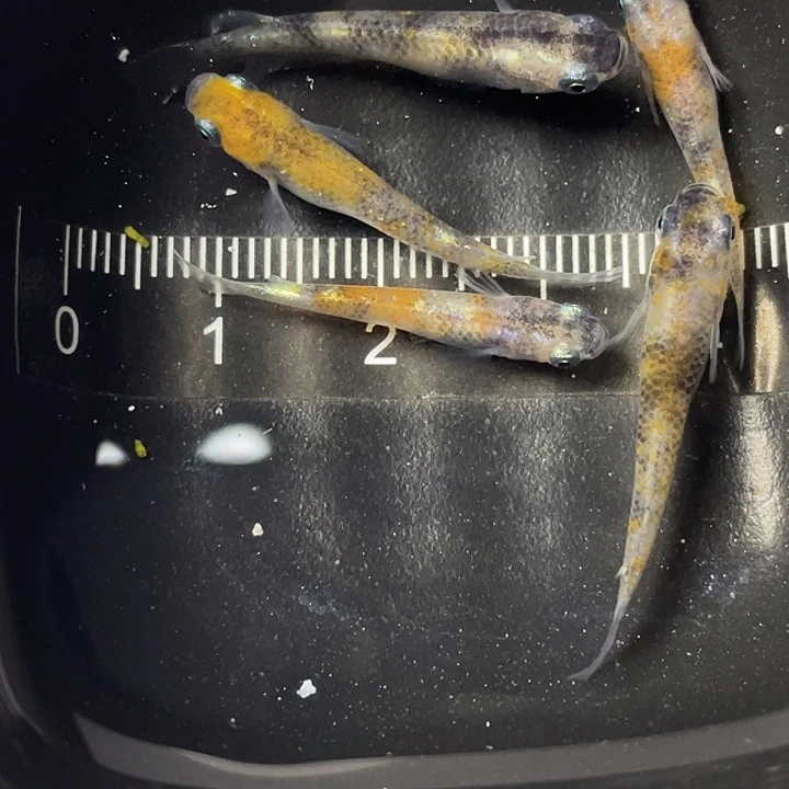 青鳉鱼醒狮5条，24号，满15包邮，可叠单