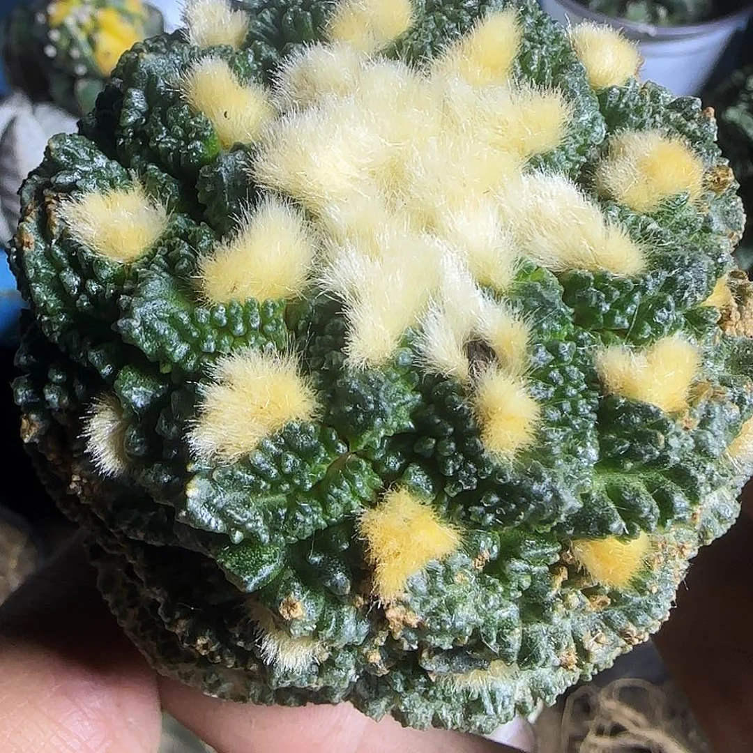 龟甲068仙人球开花