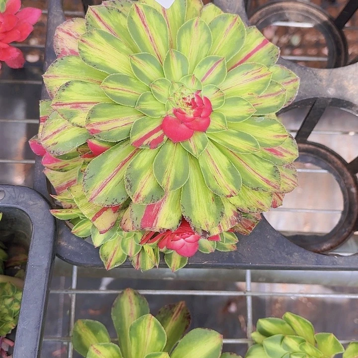 留*࿐24无根多肉植物福利多肉