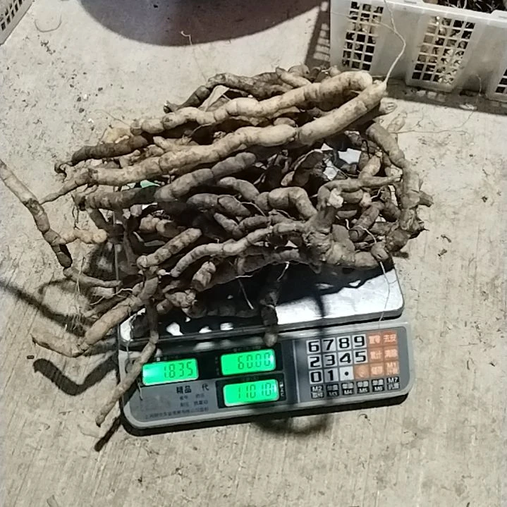 云***货青榄贵州巴余1835克