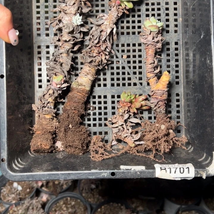 猪*552哈哈哈哈哈哈哈哈