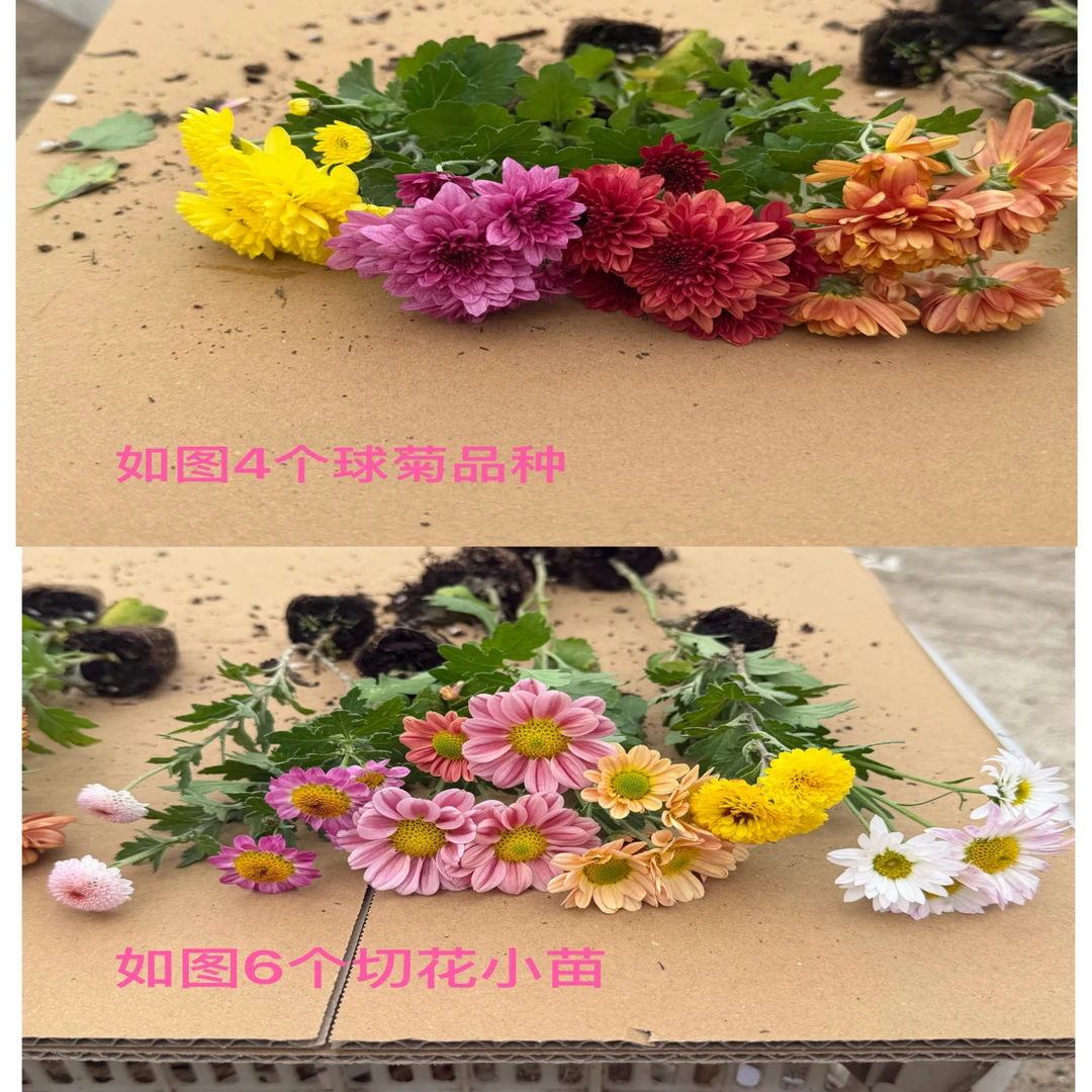 (小米珠玉玲珑球菊共计10个品种)耐寒品种桃花精灵珠玉之卵球菊