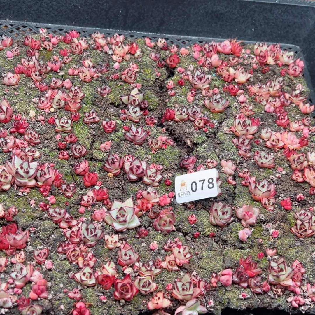 多肉植物多肉植物