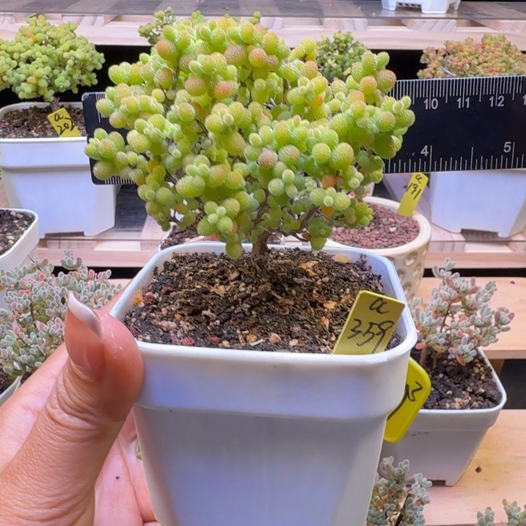 a359号金桔冠服8厘米左右