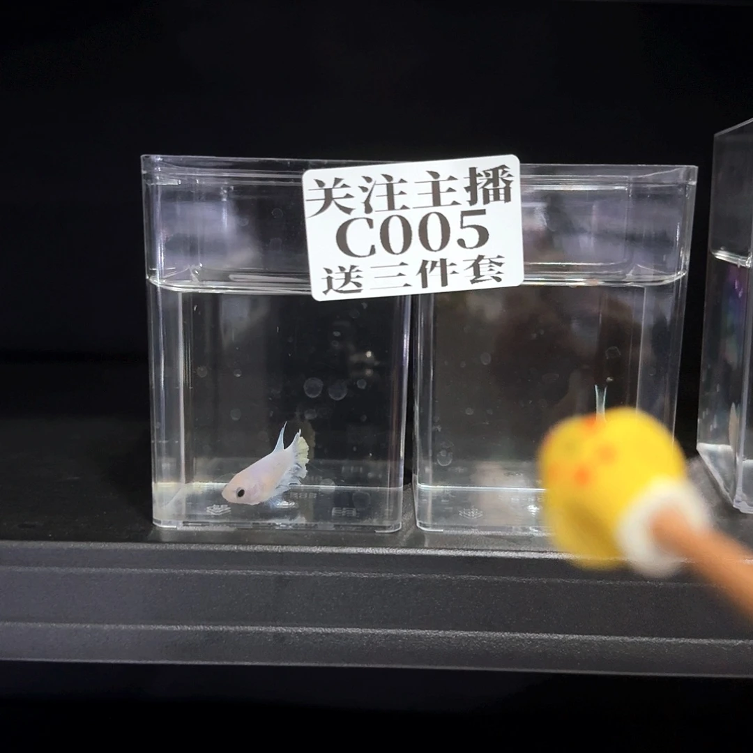 斗鱼浅色半月母鱼