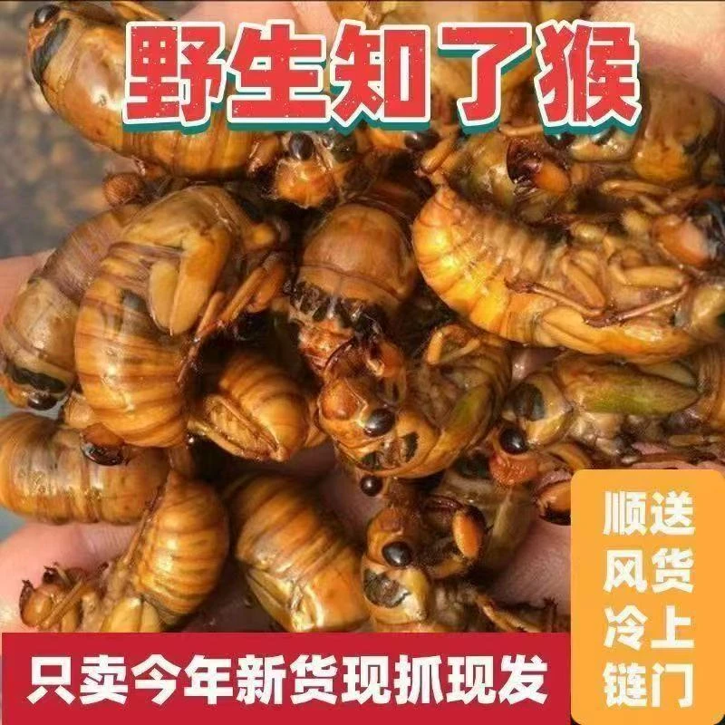 2025新鲜金蝉知了猴速冻现抓爬叉猴蝉蛹顺丰包邮Q