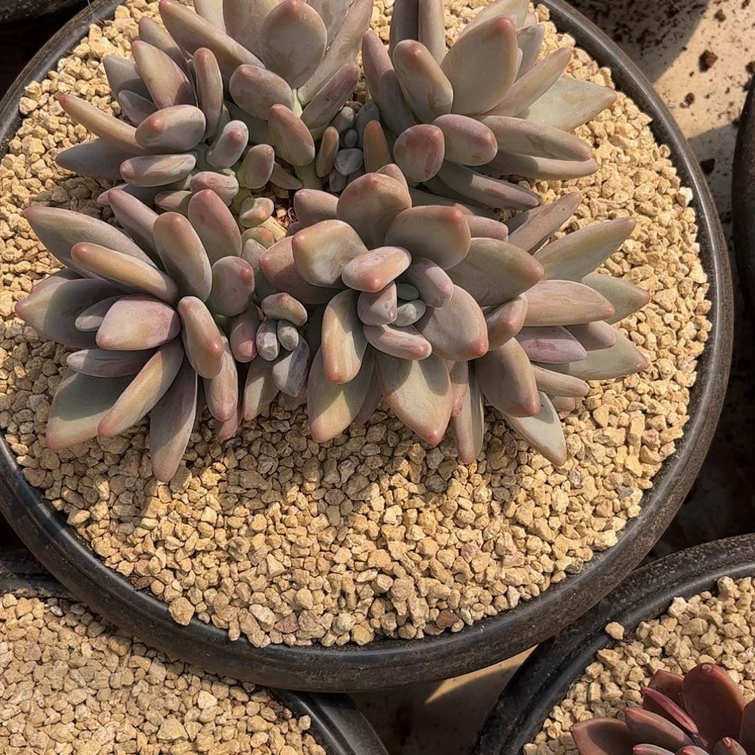 方*寄养链接的肉肉的