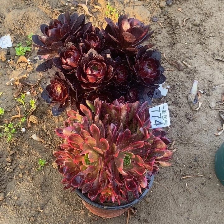 ?*子774东棚。  00000000000