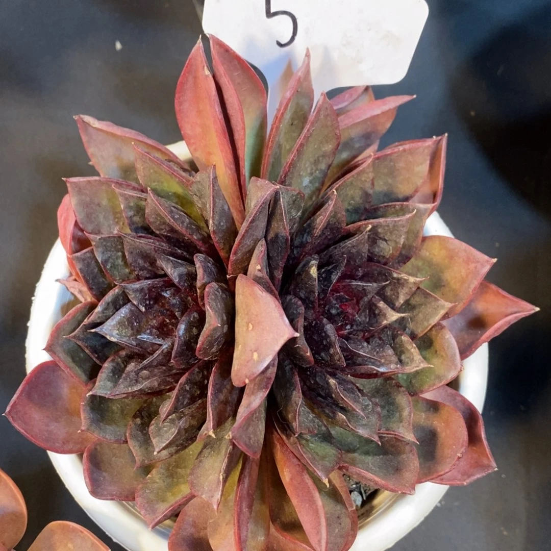 老阿姨花卉一物一拍5