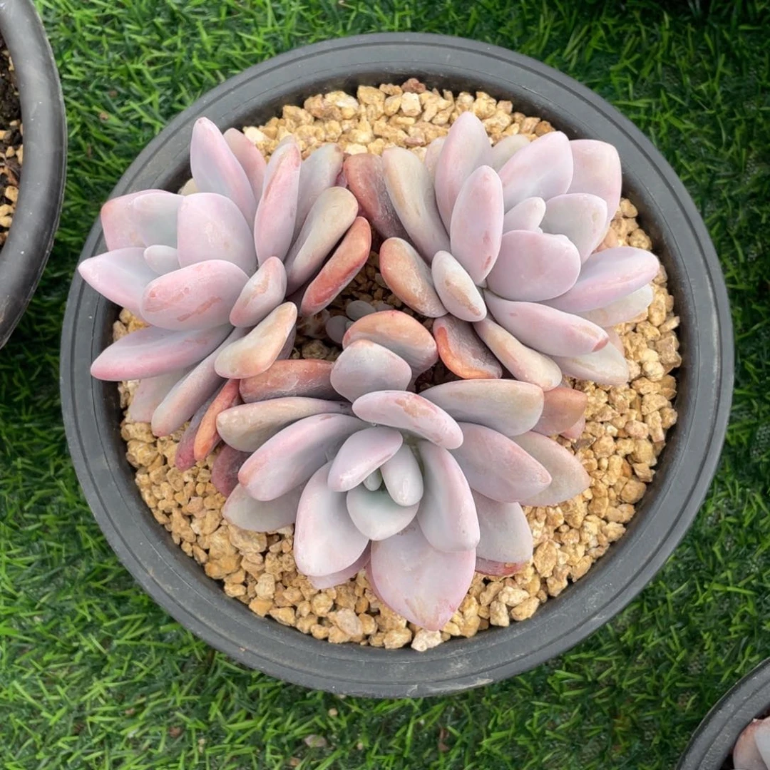 吕****）粉兔冠幅15 公分一物一拍