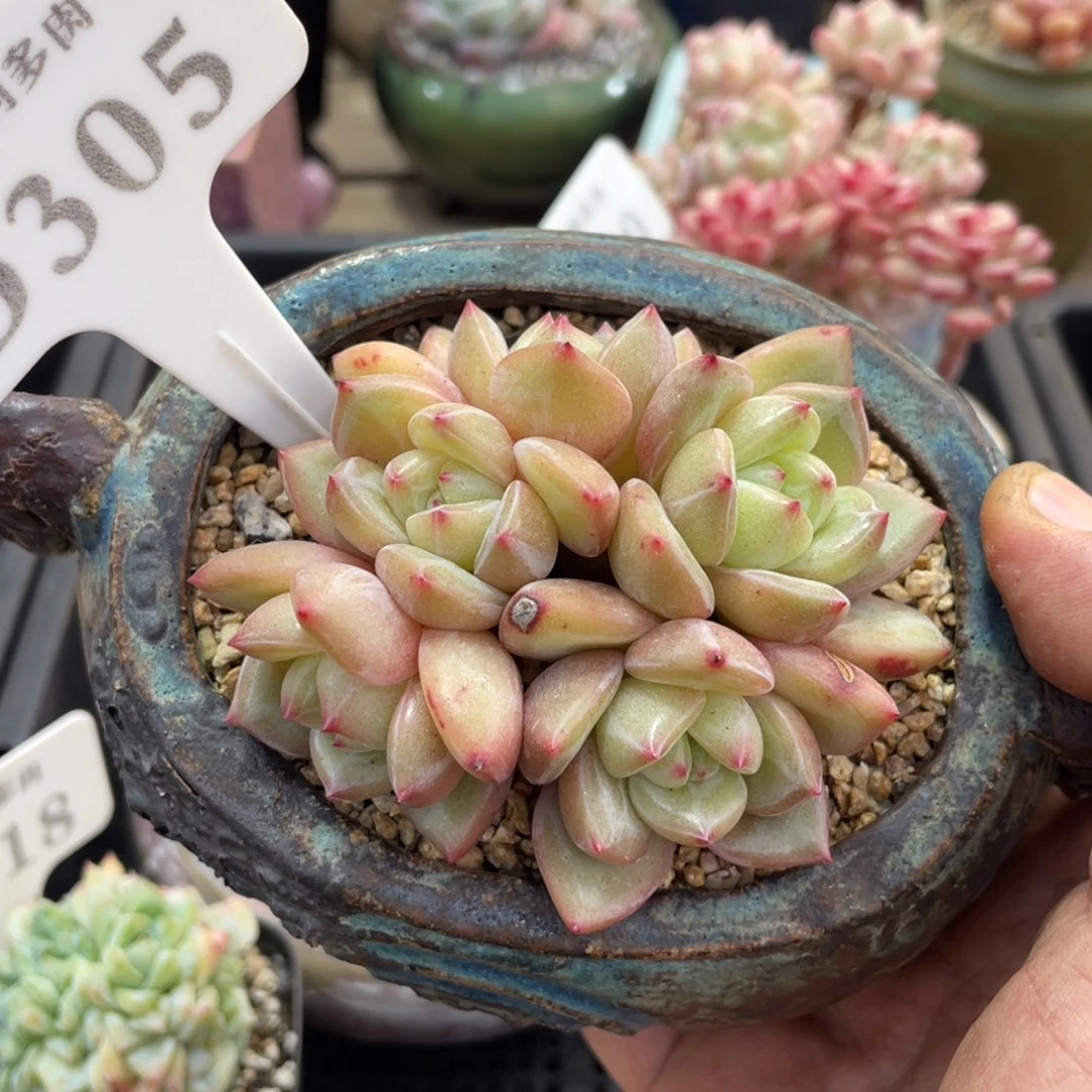 305香槟不带盆8厘米