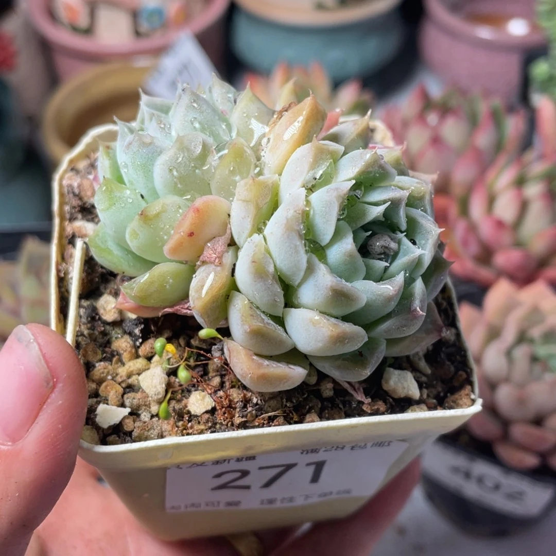 菲儿6cm盆0414-271