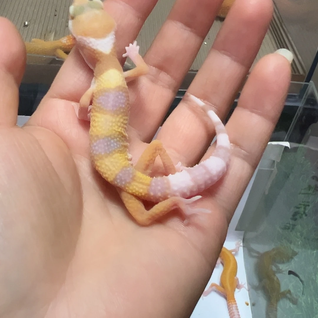 豹纹守宫豹纹守宫