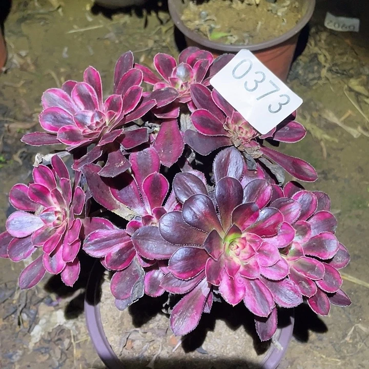 多肉植物法师373箱奶儿