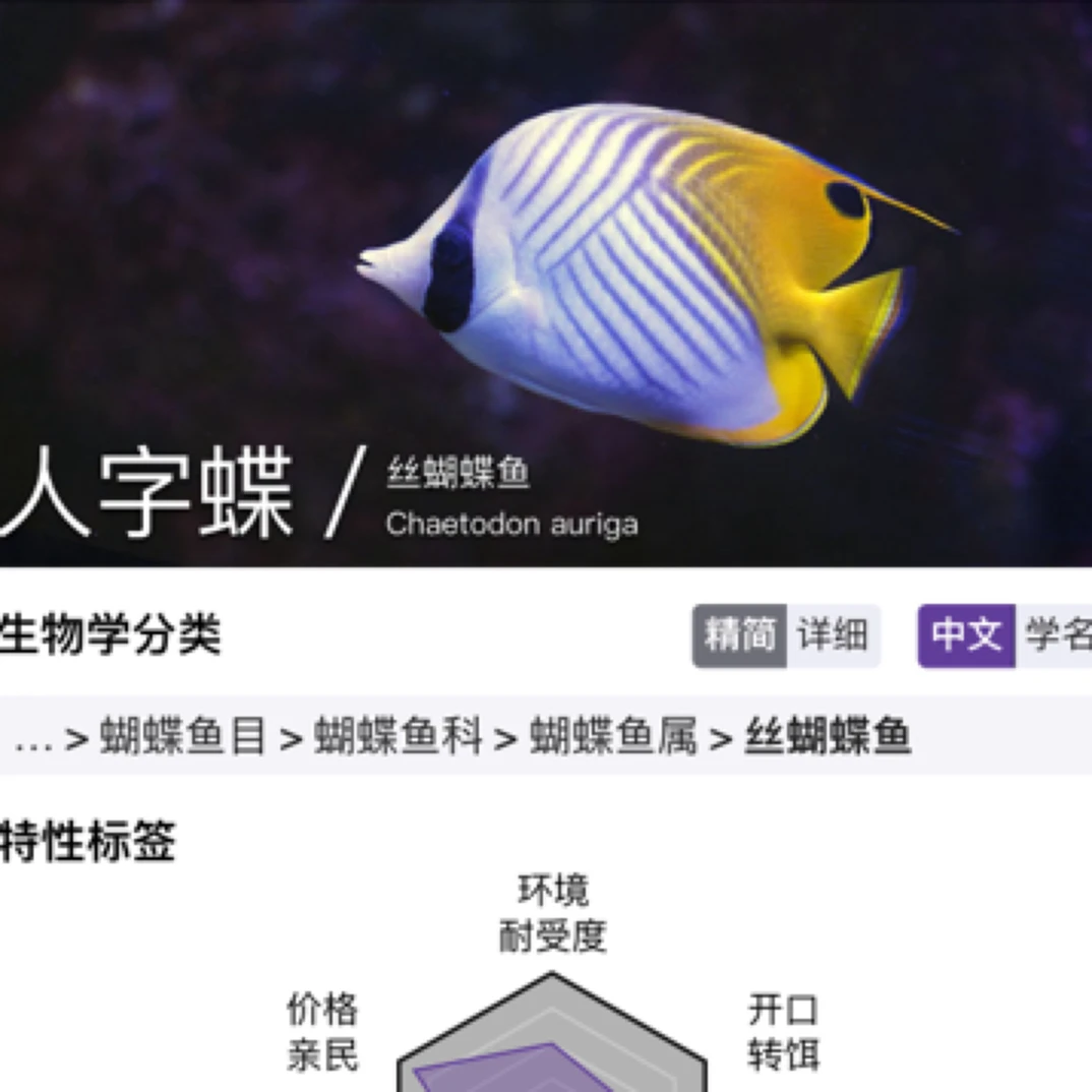 海水鱼三间火箭黑白关刀人字鲽鱼