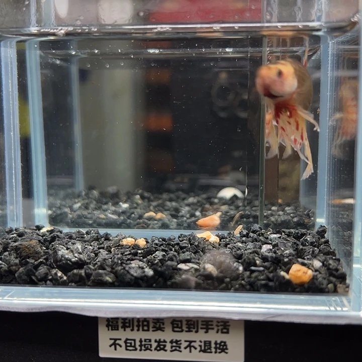 斗鱼竞拍跑单拉黑16日123