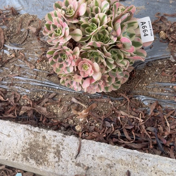 664女巫。多肉植物