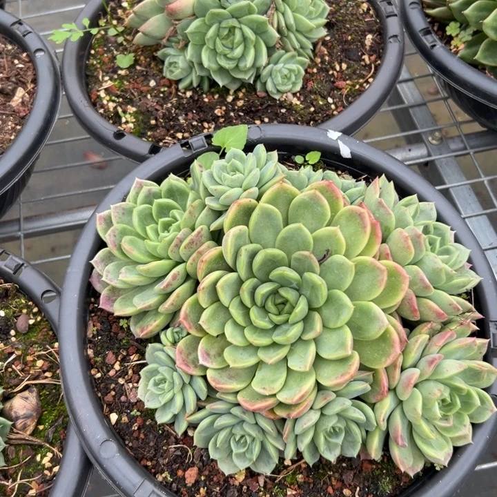 叮***5的大大方方反反复复