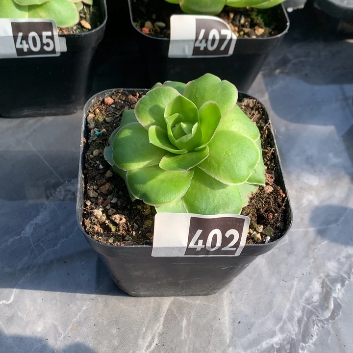 山地玫瑰宽边一一