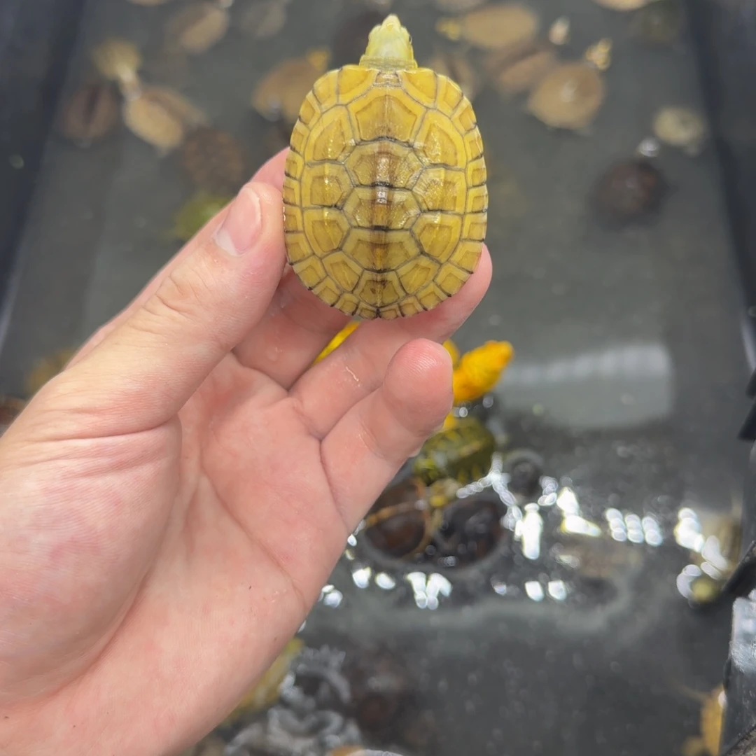 不分公母宠物龟100