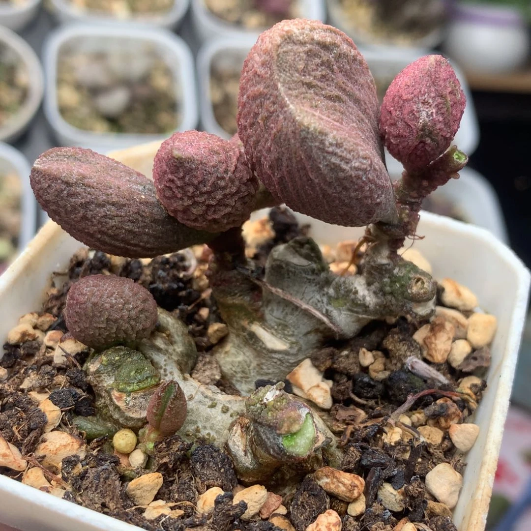 腹部 一物一拍包邮