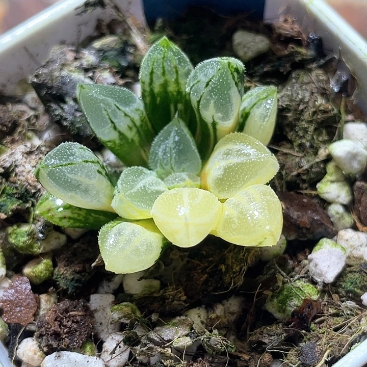 754爱心寿锦特选福利