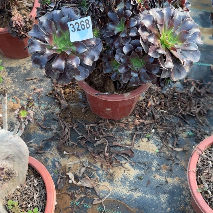 3268 清棚处理不包断枝