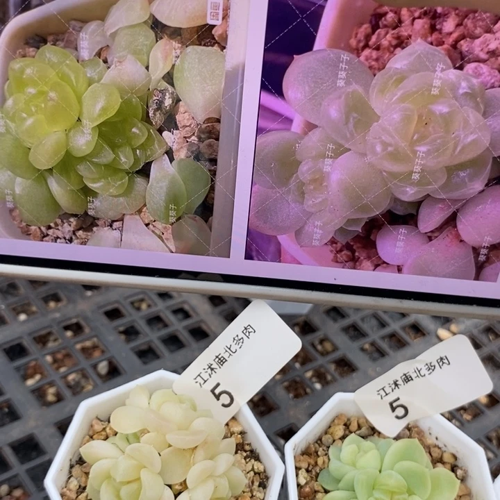 标6现金财富一个多肉