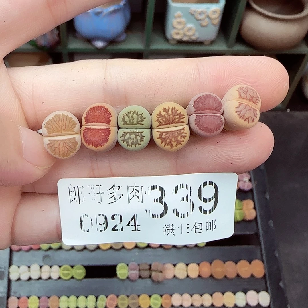 满满18包邮0924-339