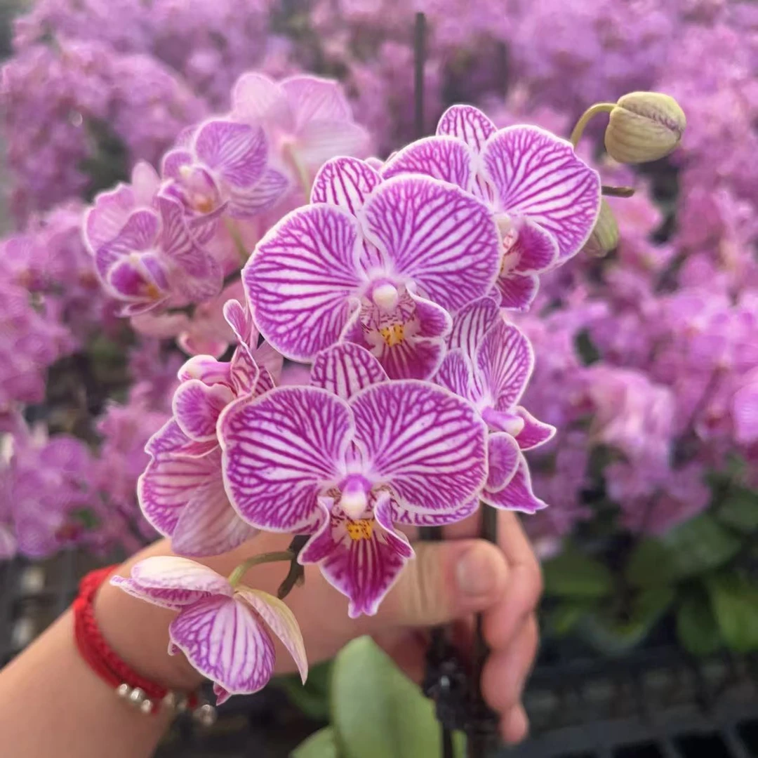 蝴蝶兰【紫樱花】单花剑  室内花 花卉绿植 广州基地直发