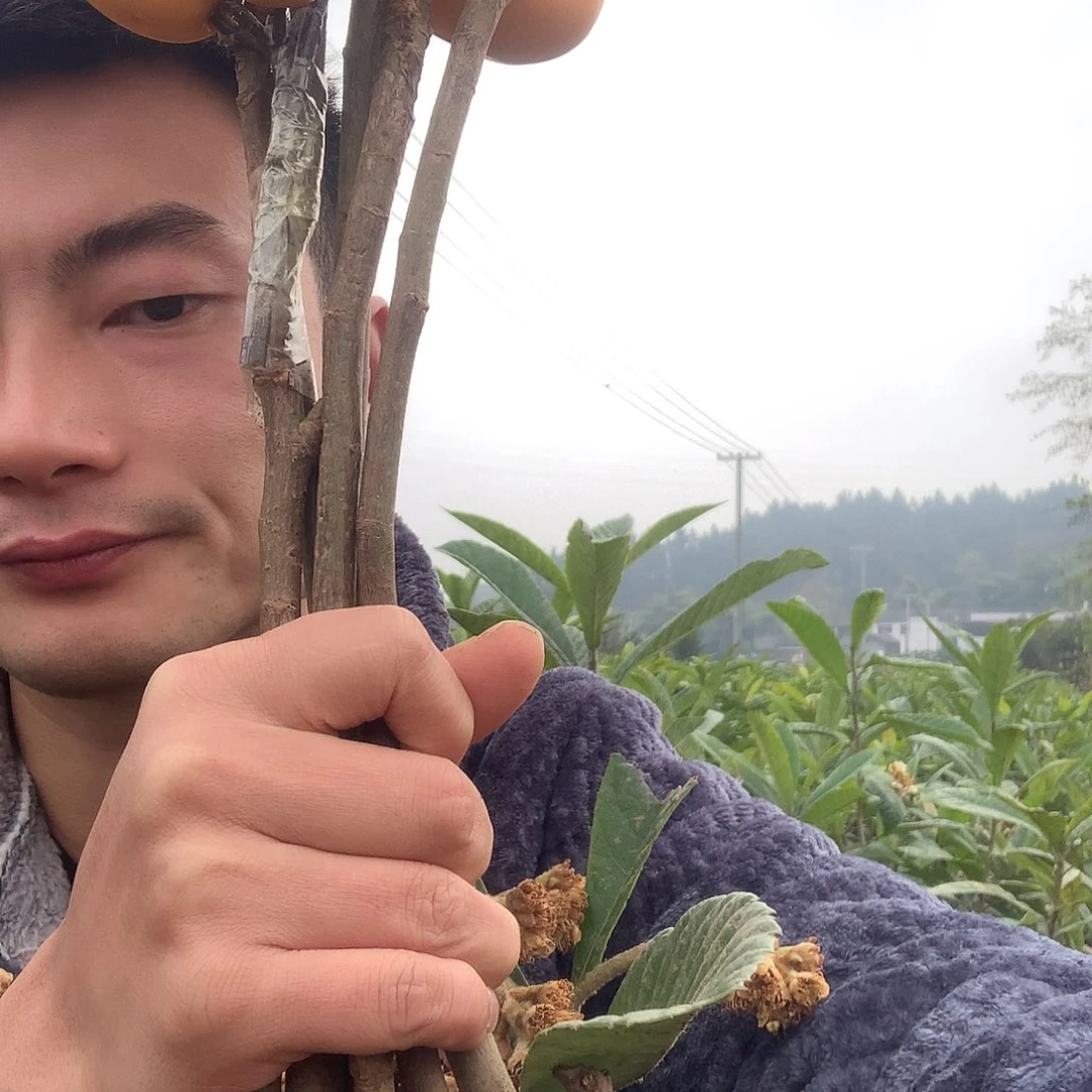 月*@大五星枇杷三年苗四十课